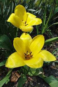 tulpeversuch.JPG tulpeversuch.JPG