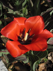 tulperotvers.JPG tulperotvers.JPG