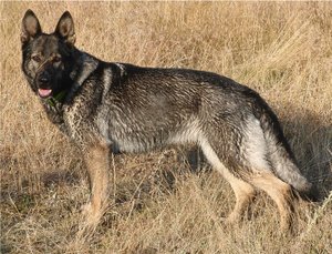 Web bessStand2009.jpg Web bessStand2009.jpg