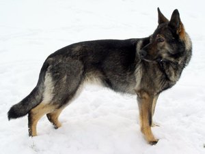 standWinter2009.jpg standWinter2009.jpg