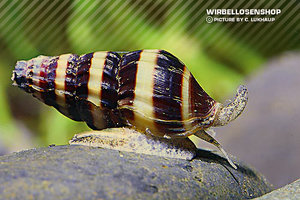 anentomehelena.jpg anentomehelena.jpg