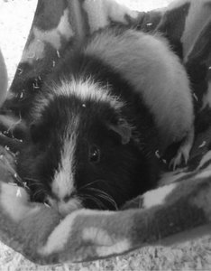 luke schwarz-weiÃŸ.jpg