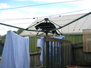 Blackie Waeschespinne.jpg