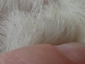 Pelzmilben01.jpg Pelzmilben01.jpg