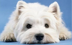 westie1000p6.jpg
