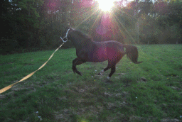 Galopp Domenika.gif Galopp Domenika.gif