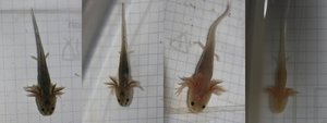 Axolotl2.jpg