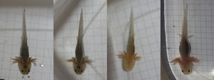 Axolotl1.jpg