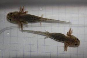 IMG_2741wildi2 klein.JPG