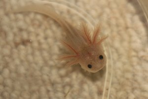 IMG_2730axo weiÃŸling.JPG