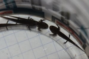 IMG_2757molcheschÃ¶n klein.JPG