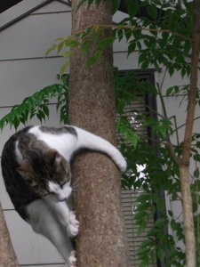 Hobbes klettert.jpg Hobbes klettert.jpg