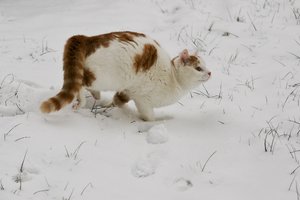 Merlin im Schnee .jpg