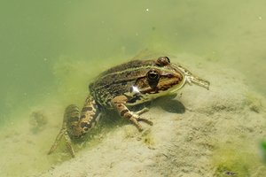Frosch.JPG
