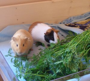 Meeko und Fuchur.jpg Meeko und Fuchur.jpg