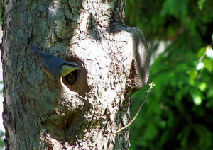 Kleiber ohne Futter.JPG