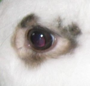 auge2.jpg