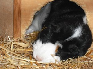 lilli schlÃ¤ft.jpg