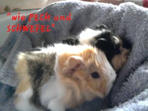 Wie PECH und SCHWEFEL.jpg