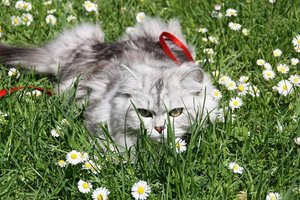 2012-02-26 Amelie Blumen.JPG