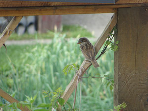 DSC02342.jpg DSC02342.jpg