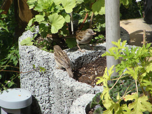 DSC02350.jpg DSC02350.jpg