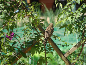 DSC02380.jpg DSC02380.jpg