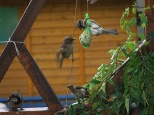 DSC02421.jpg DSC02421.jpg