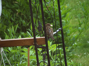 DSC02593.jpg DSC02593.jpg