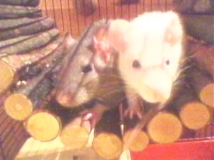 Cookie und sweety.jpg