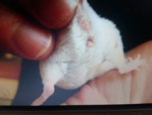 mÃ¤usepopÃ¶chen ;).jpg