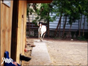 pferdiis und hÃ¤sien 204.JPG