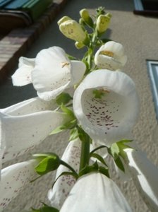 P1000465.jpg P1000465.jpg