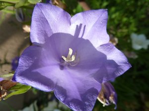 P1000466.jpg P1000466.jpg