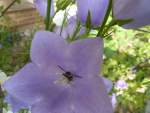 P1000468.jpg P1000468.jpg