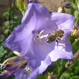 P1000470.jpg P1000470.jpg