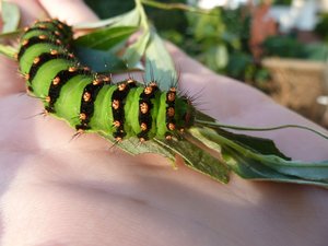 P1000497.jpg P1000497.jpg