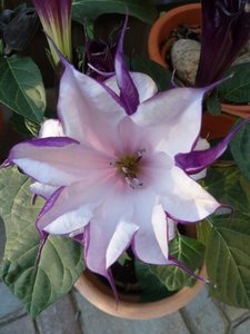 P1000502.jpg P1000502.jpg