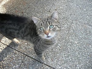 P1080600next top cat carli.jpg P1080600next top cat carli.jpg