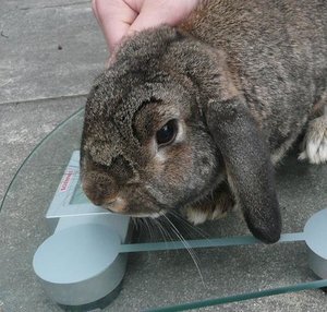 P1090842michel top bunny.jpg