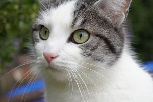 sweets 131.JPG sweets 131.JPG