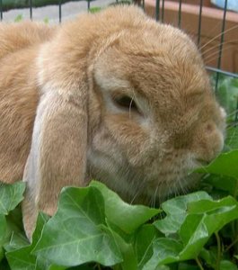 PICT9914 smartystopmodelkopf.jpg