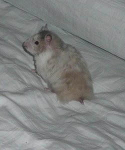 P1070149 tophamster.jpg