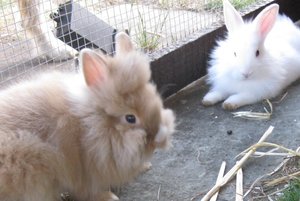 neid 001 - Kopie.JPG