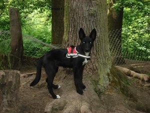 Lotti 24.05.11 Hundewald 002.jpg