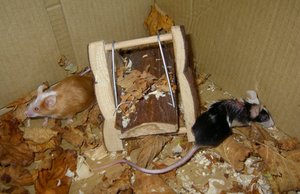 Skipper - Fifa und Bonnie - MÃ¤use 2011.jpg