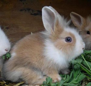 jenkan3xx.jpg jenkan3xx.jpg