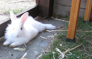 neid 001 - Kopie (2).JPG