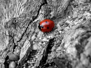 K640_marinkäfer.JPG K640_marinkäfer.JPG