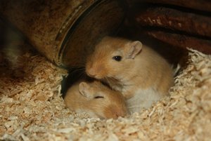 Arabie 96 - Bailey und Cookie - MÃ¤use 2011.jpg